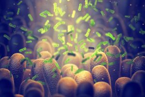 gut probiotics