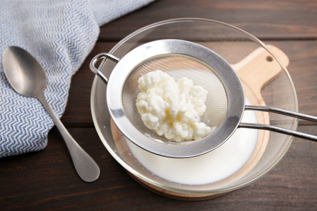 Milk kefir grains in strainer