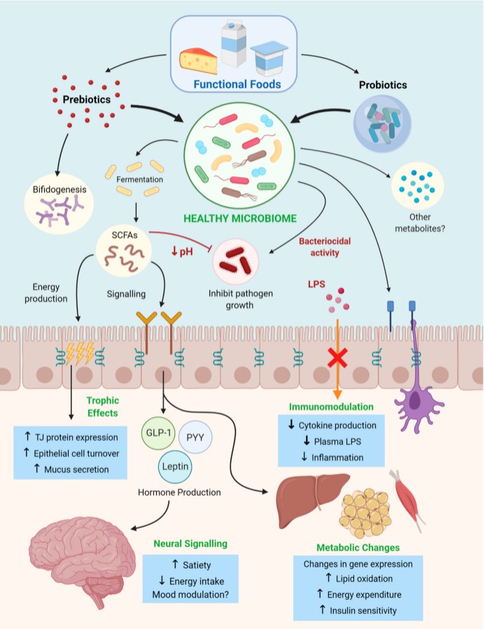 Prebiotics and probiotics delivery