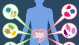 Gut bacteria-altering herbs and probiotics extend the lifespan of fruit flies by 60 percent