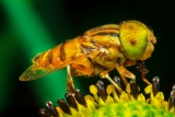 Gut bacteria-altering herbs and probiotics extend lifespan of fruit flies by 60 percent