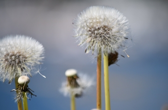 Probiotics May Lower the Degree of Specific Allergies and Dermatitis
