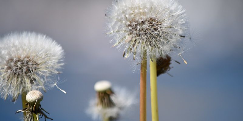 Probiotics May Lower the Degree of Specific Allergies and Dermatitis
