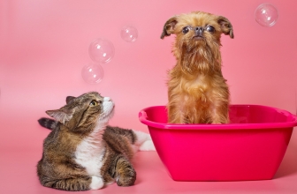 Probiotics Can Enhance Animal Health and Feed